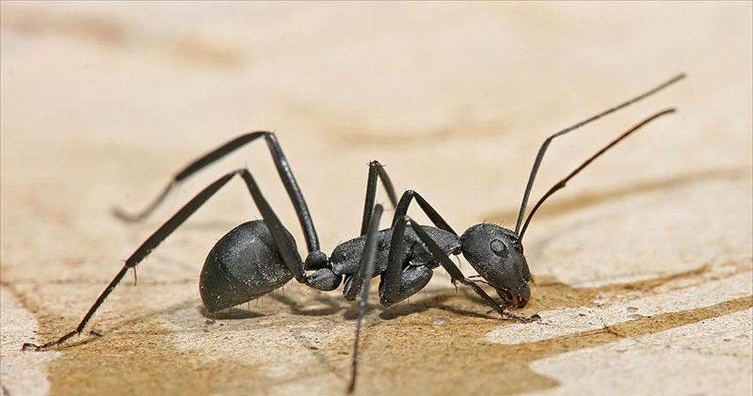 Τα μυρμήγκια ξυλουργοί ανταλλάσσουν... γαλλικά φιλιά
