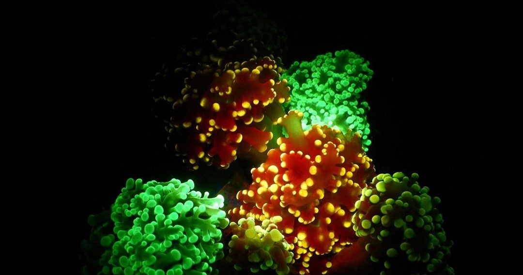 Τα κοράλλια μετατρέπονται σε… πυγολαμπίδες για να κερδίσουν την τροφή τους (βίντεο)